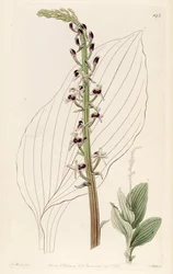 Illustrazione di Liparis nervosa ssp. nervosa (come sin. Liparis elata)